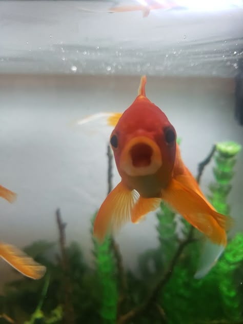 Fish Pfp Funny, Chubby Goldfish, Goldfish Cute, Cute Fishes, Silly Fish, Cute Goldfish, Goldfish Snack, Fish Cute, Fancy Goldfish