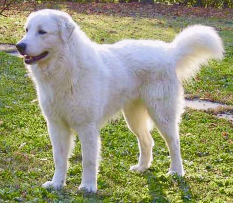 White Retriever, Maremma Dog, Maremma Sheepdog, Pyrenean Mountain Dog, Hound Dog Breeds, Top Dog Breeds, Livestock Guardian Dog, Sheep Dogs, Livestock Guardian