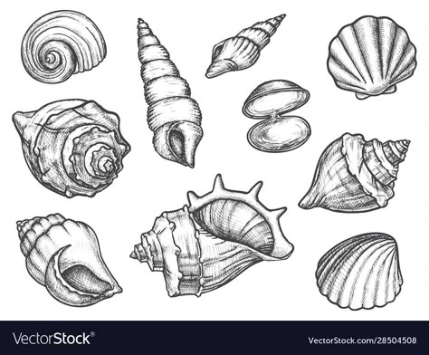 Seashell Sketch Drawing, Conch Seashell Tattoo, Underwater Animal Tattoo, Ocean Shell Tattoo, Sea Shells Sketch, Conk Shell Tattoos, Mollusks Drawing, Ocean Themed Sketches, Sea Shell Tattoo Design