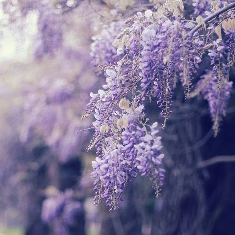 Lilac Aesthetic, Wisteria Flower, Wisteria Lane, Wisteria Tree, Flowers Growing, Lavender Aesthetic, Lavender Haze, Aesthetic Purple, Color Aesthetic