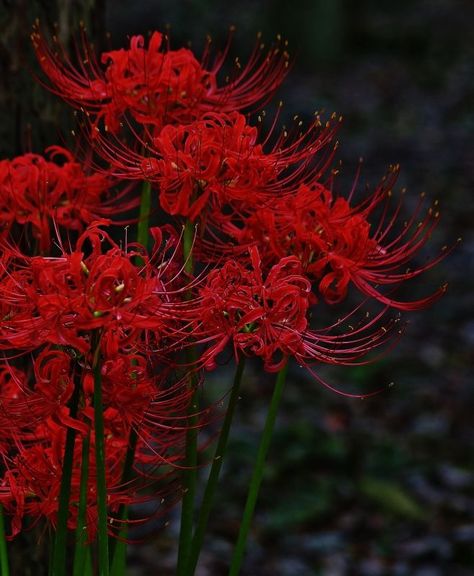 Notice Me, Spider Lily, Look At Me, Red Flowers, To Look, Look At, Lily, Flowers, Red