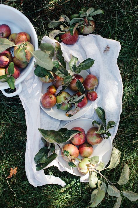 Fall favorites with things here and there :: Cannelle et Vanille Western Photoshoot, Sufjan Stevens, Apple Harvest, Apple Orchard, Apple Picking, Fall Favorites, Beautiful Food, Red Apple, Farm Life