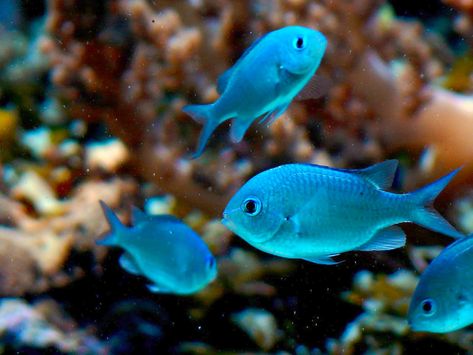 Chromis viridis Alien Tank, Rolling Stones, Fish Pet, Blue Green, Fish, Stone, Green, Animals, Blue