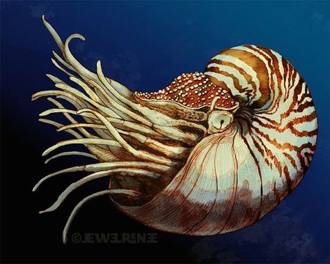 Nature: Nautilus on Pinterest | Nautilus, Nautilus Shell and ... Nautilus Art, Chambered Nautilus, Aquatic Art, Sea Creatures Art, Bull Shark, Beautiful Sea Creatures, Nautilus Shell, Underwater Life, Sea Creature