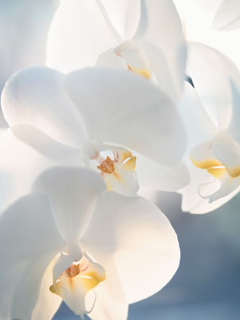 Orchid Photography, Flower Png Images, Cute Blue Wallpaper, Background Flower, Plant Aesthetic, Beautiful Orchids, Beautiful Rose Flowers, White Orchids, Orchid Flower