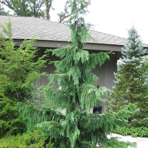 Weeping Evergreen Trees, Weeping Evergreen, Weeping Alaskan Cedar, Evergreen Landscape, Conifers Garden, Evergreen Garden, Conifer Trees, Meteor Garden 2018, Front Landscaping