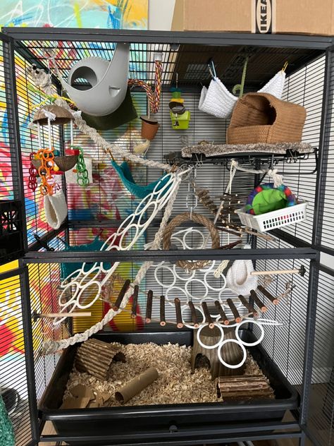 Rat Homes Ideas, Pet Necessities, Rat Ideas, Pocket Puppies, Pet Rat Cages, Pet Aesthetic, Rat Care, Rat House, Rat Toys