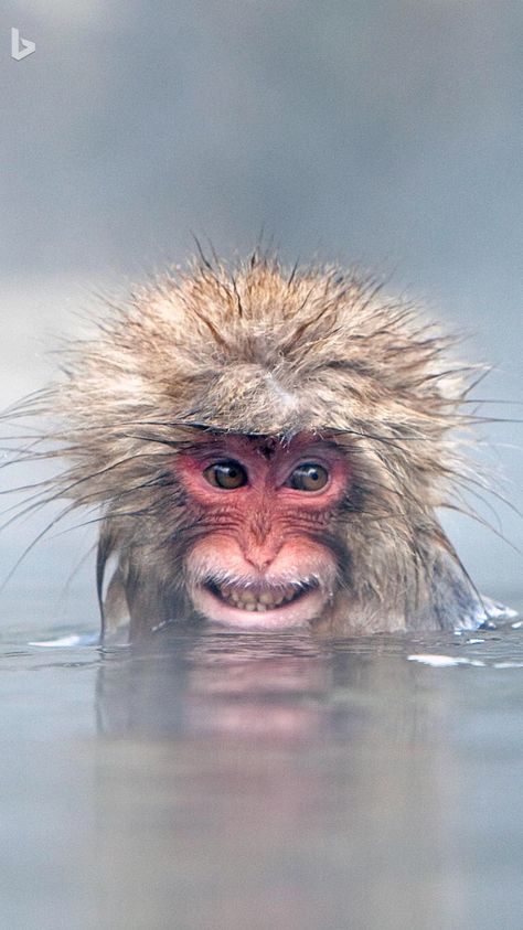 Smile, even though you're freezing. Regard Animal, Snow Monkey, Albino Animals, Monkey Pictures, Great Ape, A Monkey, Cute Monkey, Amazing Animals, Primates