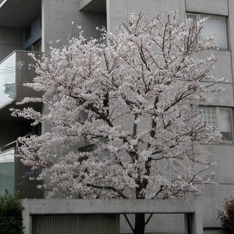 Fairycore Wallpaper, White Cherry Blossom, Cherry Blossom Art, Sakura Tree, Spring Girl, Japan Aesthetic, Blossom Tree, Japanese Aesthetic, Cherry Blossom Tree