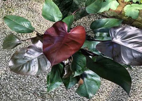 Philodendron Royal Queen Care, Philodendron Royal Queen, Dark Leaves, Plant Friends, Plant Wishlist, Green Love, Inside Plants, Royal Queen, Liquid Fertilizer