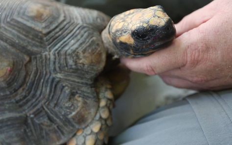 Diamondback Terrapin Turtle, Difference Between Turtle And Tortoise, Panda Movies, Master Oogway, Burmese Star Tortoise, Turtle Names, Rehab Center, Sea Turtle Conservation, Turtle Conservation