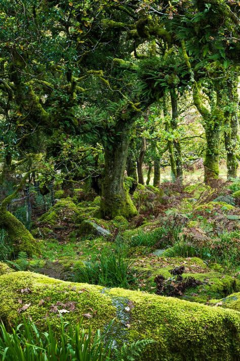 Including the woodland that inspired The Lord of The Rings Forest Paths, Country Living Uk, Epping Forest, Tree Tunnel, Hundred Acre Woods, Forest Of Dean, Forest Path, Ancient Forest, Wild Creatures