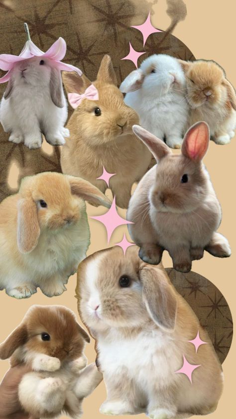 Bunny Collage, Book Wallpapers, Fav Animal, Chrome Book, Bunny Wallpaper, Book Wallpaper, Easy Trendy Outfits, Fluffy Animals, Aesthetic Collage