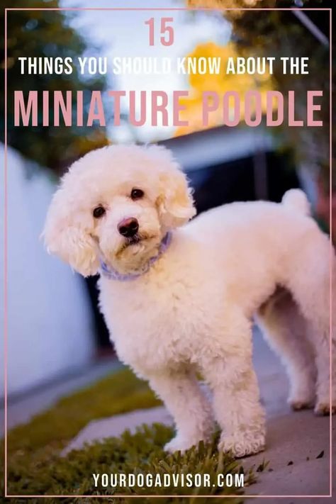 Miniature Poodles are incredibly popular dogs for a number of reasons. Are you curious if the Mini Poodle would be right for you? Miniature Poodle Cuts, Miniature Poodle Grooming, Miniature Poodle Haircuts, Poodle Puppy Training, Poodle Training, Mini Poodle Puppy, Miniature Poodle Puppy, Miniature Poodles, Small Poodle