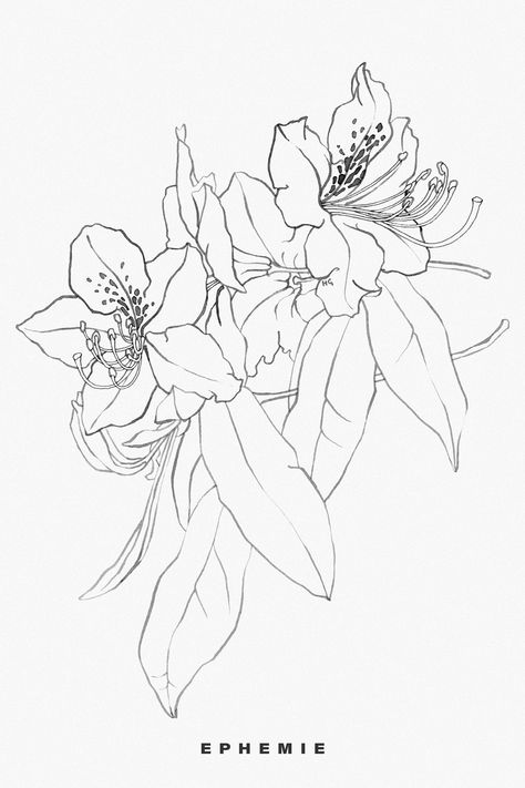 Ink line painting of rhododendron flowers, painted by hand in black Indian Ink on white paper. Beginning of a design for an art print. Nerine Flower Drawing, Rhododendron Drawing, Rhododendron Tattoo, Nepal Tattoo, Flower Painting Wall Art, Bush Drawing, Rhododendron Flower, Flower Painting Wall, Painting Line Art