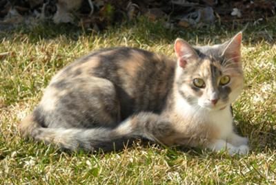 Dilute Calico Cat Aesthetic, Calico Cat Personality, Dilute Calico Cat, Calico Cat Names, Calico Cat Facts, Warrior Cats Clans, Dilute Calico, Cats Fluffy, Milton Ontario