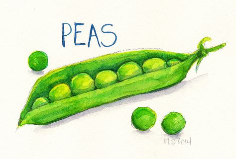 peas - Renee Leigh Stephenson Cookbook Drawings, Vegetable Images, Vegetable Drawing, Veggie Art, Storytime Crafts, Seed Art, Vegetables Food, Paintings Tutorials, Fruits Drawing