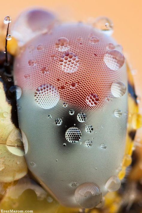 25 Stunning Examples of Super Macro Photography Beehive Photography, Super Macro Photography, Dragonfly Eyes, Macro Photography Insects, Regard Animal, Macro Photography Nature, Microscopic Photography, Micro Photography, Photo Macro