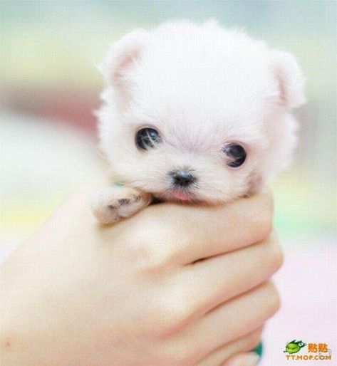 if you know waht dog this is, please let me know!  http://afriqnet.hubpages.com/hub/dogs-that-stay-small Puppy Dog Pictures, Cutest Puppy Ever, Tiny Puppies, Little Puppies, Puppy Pictures, Happy Wednesday, Cute Creatures, Sweet Animals, Little Dogs