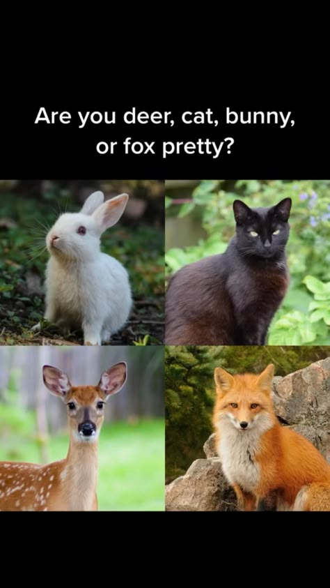 Fox Type Face, Fox Beauty Aesthetic, Deer Cat Fox Bunny Pretty, Deer Pretty Face People, Bunny Pretty Face Aesthetic, Deer Beauty Face Aesthetic, Cat Pretty Face People, Deer Pretty Makeup Tutorial, Makeup For Deer Face Type