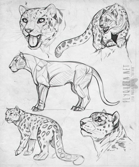 Feline Anatomy Drawing, Leopard Anatomy Drawing, Feline Anatomy Reference, Feline Poses Reference, Animal Eye Reference, Leopard Drawing Reference, Big Cats Art Draw, Big Cat Drawing Reference, Wild Cats Drawing