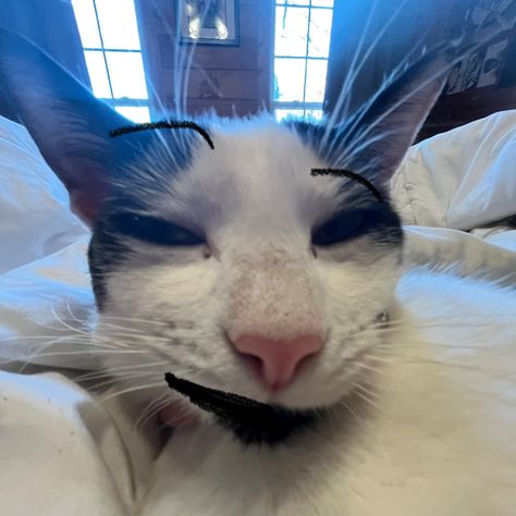 Cat Winking Pfp, Smirking Reaction Pic, Silly Cat Wallpaper Laptop, Smirk Reaction Pic, Cat Smirk, Cat Goofy, Smirking Cat, Kitten Pfp, Cat Pfp Memes Funny