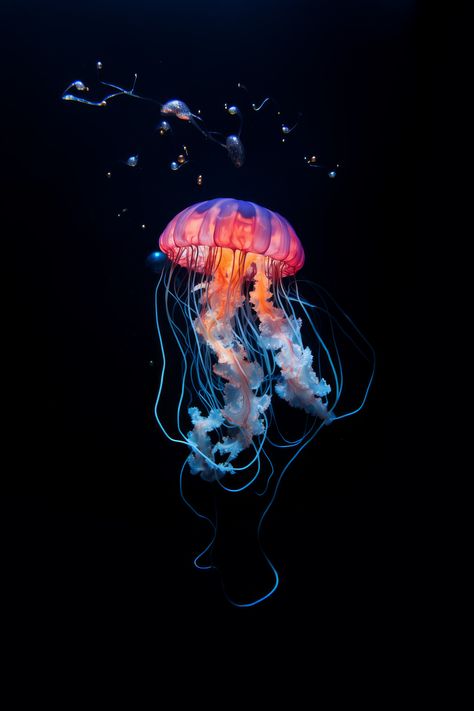 "Mesmerizing Grace: Delve into the World of Jellyfish. With their ethereal beauty and gentle movements, jellyfish enchant and inspire. Join us as we explore the depths of the ocean, where these graceful creatures dance in an underwater ballet of color and light. From their translucent bodies to their trailing tentacles, each jellyfish embodies the wonders of marine life. Let us immerse ourselves in the mesmerizing world of these oceanic marvels and discover the magic they hold." Underwater Marine Life, Jellyfish Underwater Drawing, Jellyfish In The Ocean, Jellyfish Reference, Jellyfish Movement, Real Jellyfish, Jellyfish Moving Wallpaper, Glow Jellyfish, Space Jellyfish