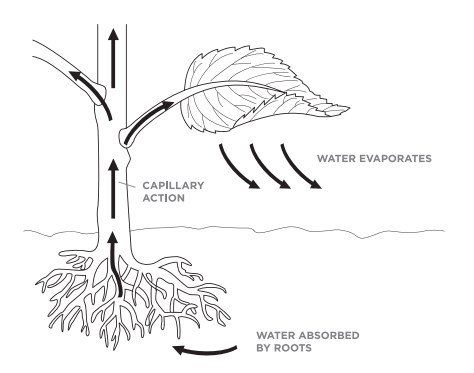 Capillary Action | Science World British Columbia Circle Activity, Water Properties, Plant Experiments, Capillary Action, Science Fair Ideas, Plants Unit, Planet Colors, Stem Classes, Surface Tension