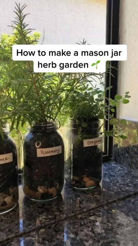 Jar Herb Garden, Mason Jar Herbs, Mason Jar Herb Garden, Growing Herbs Indoors, Diy Herb Garden, Plant Care Houseplant, Vegetable Garden Diy, Indoor Vegetable Gardening, Growing Plants Indoors