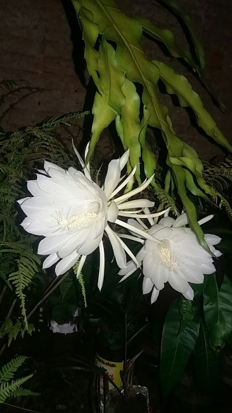 Epiphyllum Oxypetalum, Pinterest Likes, Plants, Flowers, Quick Saves, Nature