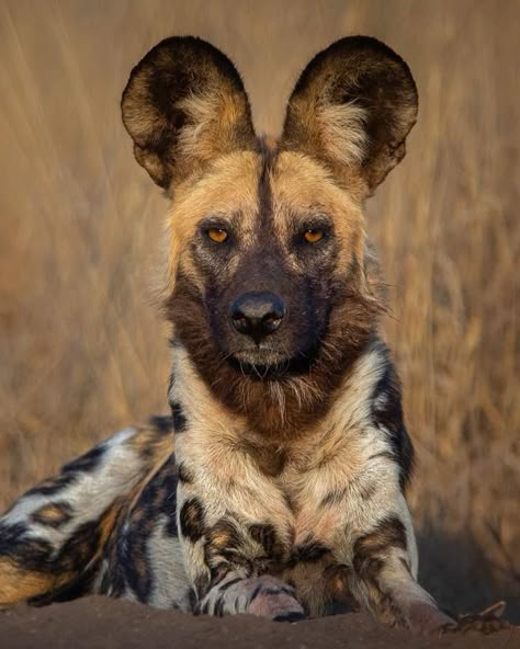 African Wild Dog (Lycaon pictus) / Lycaon / Image by bush_maniac (Cathan Moore) from instagram Wild Dogs African, African Wild Dog Art, African Painted Dog, Bush Dog, South African Animals, Animal Oc, Painted Dogs, African Wild Dog, Wild Dog