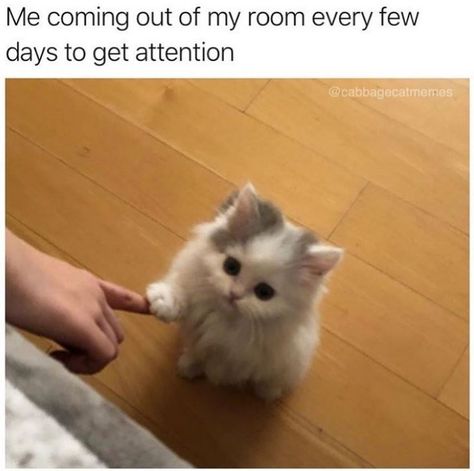 Prepare To Be Wooed By This Caturday Mood (33 Cat Memes) Cat Icon, Cat Aesthetic, Funny Cute Cats, Cute Kittens, Pretty Cats, Cute Little Animals, 귀여운 동물, Animal Memes