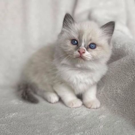 Ragdoll kittens for sale near me in USA Kittens For Sale Near Me, Ragdoll Kittens For Sale, Persian Kittens For Sale, Caring For A Newborn, Ragdoll Kittens, Kittens For Sale, Persian Kittens, Ragdoll Kitten, Kitten For Sale