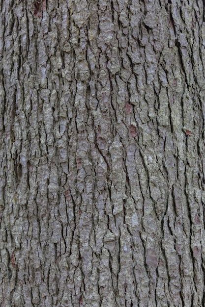 Photo bark of spruce tree texture backgr... | Premium Photo #Freepik #photo #bark #tree-wood #bark-texture #tree-trunk Wood Bark Texture, Tree Texture, Tree Bark Texture, Bark Texture, Wood Bark, Tree Textures, Spruce Tree, Minecraft Stuff, Free Business Card Mockup