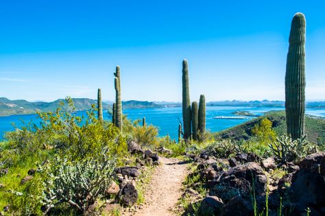 Lake Pleasant through the saguaros on the Yavapai Point Trail.- Arizona Hikes You Can't Miss This Spring Saguaro Lake Az, Lake Pleasant Arizona, Arizona Hikes, Hiking Arizona, Hikes In Arizona, Cheap Beach Vacations, Sedona Vacation, Arizona Trip, Arizona Living