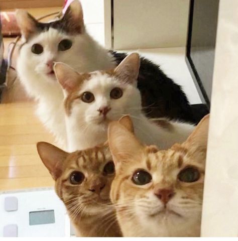 Four Cats, Cat Selfie, Cat Pose, Cat Icon, 3 Friends, Cat Aesthetic, Funny Cute Cats, Cute Cats And Dogs, Funny Cat Videos