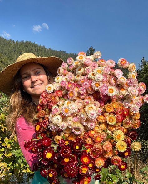 The second wave of strawflowers are coming in strong 💜🩷 we’re trying to maximize our harvest by hang drying the excess for the winter months for crafting and dried bouquets 🌼 Strawflower Arrangement, Flower Farming, Native Flowers, Dried Bouquet, Flower Farm, Winter Months, Floral Decor, Event Decor, Nativity