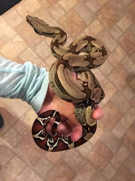 Red Tail Boa Red Tailed Boa, Red Tail Boa, Pet Snakes, Cool Snakes, Pretty Snakes, Boa Constrictor, Ball Pythons, Cute Reptiles, Pet Snake