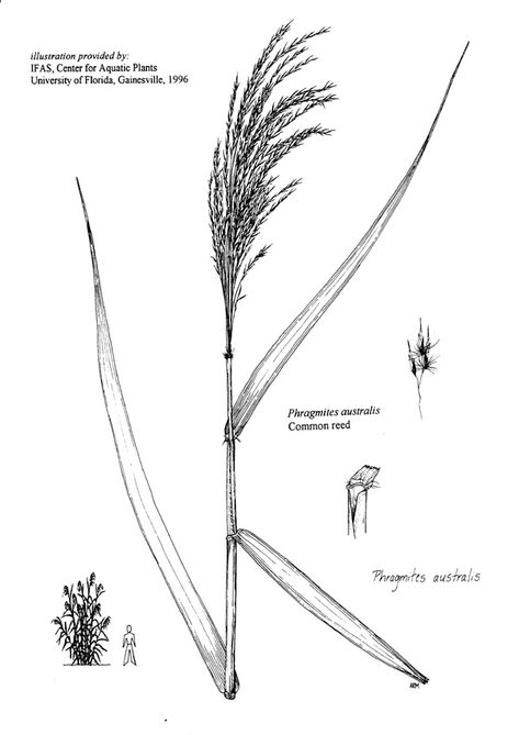 Phragmites australis - Common Reed Reed Grass Tattoo, Storage Cabinet Hack, Reed Drawing, Reed Tattoo, Common Reed, Phragmites Australis, Wetland Plants, Diy Hidden Storage, Cabinet Hack