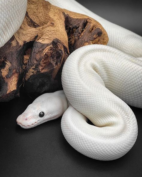 White Ball Python, White Snake, Colorful Snakes, Pretty Snakes, Cutee Animals, Ball Python Morphs, Reptile Room, Snake Lovers, Cute Snake