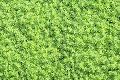 Sedum Ground Cover, Corner Landscaping, Hydrangea Landscaping, Sedum Plant, Front Yard Plants, Lawn Alternatives, Shade Gardens, Ground Covering, Ground Cover Plants