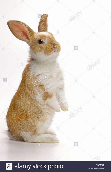 Rabbit Poses, Easter Design Ideas, Bunny Burrow, Rabbit Standing, Funny Wild Animals, Standing Rabbit, Bunny Tattoo, Bunny Book, Flower Frame Png