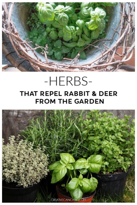 Herb Plants to Repel Deer and Rabbits from the Garden Natural Deer Repellant Plants, Deer And Rabbit Repellent, Deer Resistant Vegetables, Plants That Repel Deer And Rabbits, Deer Repellent Plants, Plants That Repel Deer, Deer Repellant Plants, Rabbit Resistant Plants, Deer Garden