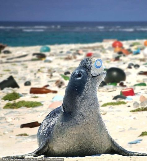 Pencemaran Udara, Hawaiian Monk Seal, Monk Seal, Ocean Pollution, Save Our Earth, Water Pollution, Environmental Pollution, Save Our Planet, Save The Earth