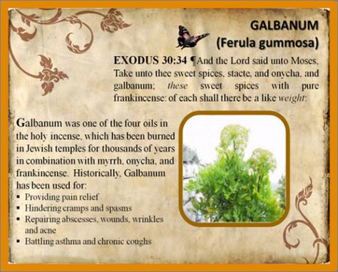 Galbanum Essential Oil, Healing Essential Oils, Ancient Temple, Diy Recipes, Best Oils, Organic Essential Oils, Natural Health Remedies, Body Systems, Young Living Essential Oils