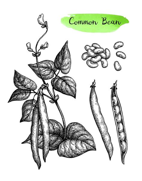 Common bean plant and pods. Ink sketch set isolated on white background. Hand drawn vector illustration. Retro style. Bean Pod Tattoo, Bean Sprout Tattoo, Beans Tattoo, Beans Drawing, Bean Illustration, Beans Illustration, Bean Drawing, Recipe Book Covers, Colored Pencil Drawing Techniques