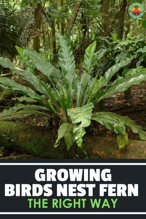 Birds Nest Fern Indoor Care, Rainforest Garden Ideas, Bird Nest Fern Care, Tree Ferns In Gardens, Fern Garden Landscaping, Birds Nest Fern Care, Birds Nest Plant, Fernery Ideas, Tropical Plants Outdoor