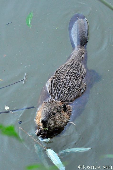 Although ungainly on land, the beaver is perfectly adapted for its aquatic lifestyle, with a paddle-shaped tail that it uses as a rudder, large webbed rear feet that act like swimming fins, transparent eyelids that function like goggles, and a naturally waterproof coat. These attributes allow beavers to swim at speeds of up to five miles an hour, and remain underwater for 15 minutes without surfacing. Beaver Underwater, Beaver Swimming, Beaver Tattoo, Reference Animals, Beaver Animal, Swimming Photography, Swimming Photos, Swimming Fins, Small Mammals