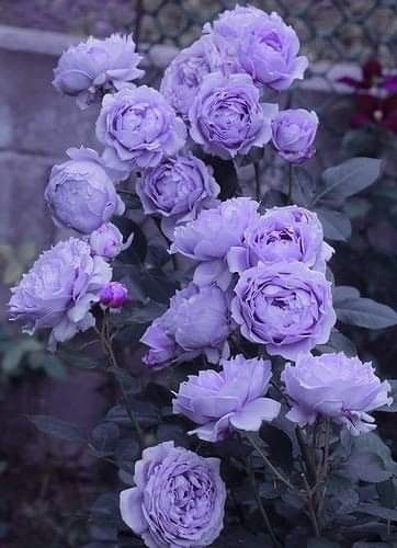 Purple + Core + Aesthetic, Violet Aesthetic, Purple Vibe, Lavender Aesthetic, Blue And Purple Flowers, Lilac Roses, Flowery Wallpaper, Purple Garden, Rosé Aesthetic