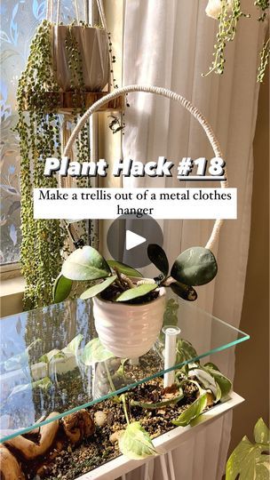 2.2K views · 303 reactions | Plant Hack #18-
Make a trellis out of a metal clothes hanger.
Making a trellis for your plant can be so easy, especially for Hoyas…..they’ll climb anything! I especially love using a good old metal hanger and shaping it into whatever shape I want. Of course a circle is a very aesthetically pleasing shape to me, then I add the cord to make it look a little nicer. This hanger had a nice finish to it, but sometimes they don’t look so good, so wrapping is a way of making it look a little nicer. Now why do we trellis plants, they love it! They wrap their little vines all around and grow very happy. This Hoya obovata was a cutting from my main plant that I never potted up. It rooted really well into the perlite, but with some vines coming I had to get it on a trellis Make A Trellis, Metal Clothes Hanger, Hoya Obovata, Plant Display Ideas, Plant Hacks, Plant Display, Trellis Plants, Old Metal, Metal Hanger